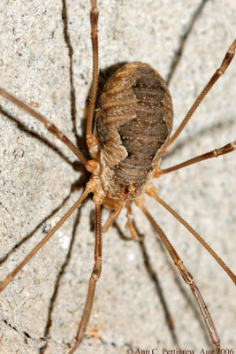 Daddy Longlegs (Phalangium opilio)