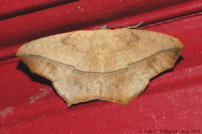 Large Maple Spanworm Moth