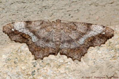 One-spotted Variant (Hypagyrtis unipunctata)