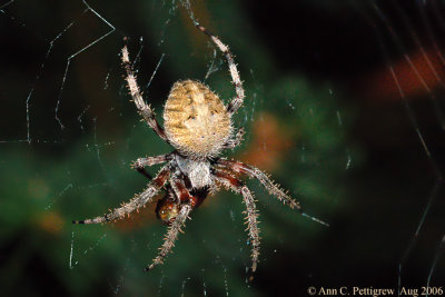 Orbweaver Spider  (Araneus sp.)