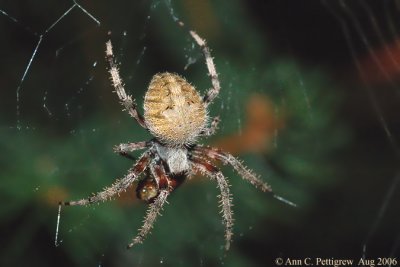 Orbweaver Spider  (Araneus sp.)
