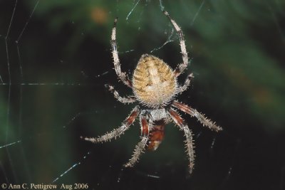 Orbweaver Spider  (Araneus sp.)