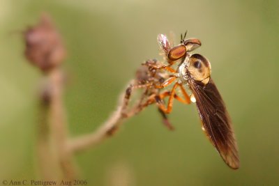Robber Fly (Holcocephela sp) with Prey