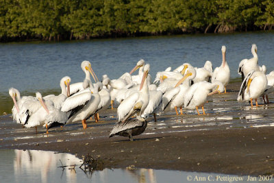 Brown & White Pelicans