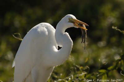 Great Egret with Mouse