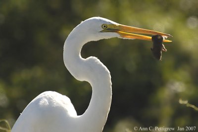 Great Egret with Vole