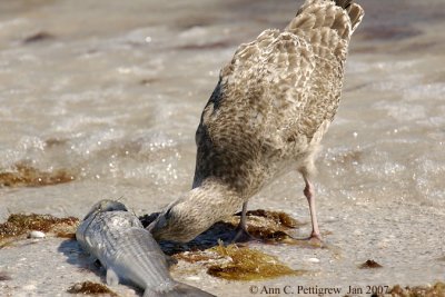 Herring Gull with Fish