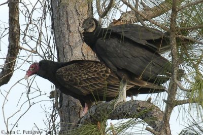 Turkey and Black Vultures
