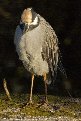 Yellow-crowned Night-heron