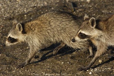 Young Raccoons