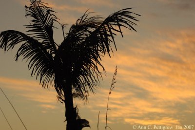 Palm at Sunset on Captiva