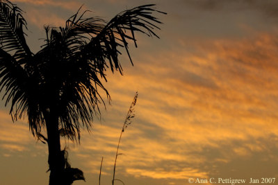 Palm at Sunset on Captiva