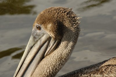 Brown Pelican (Juvenile)