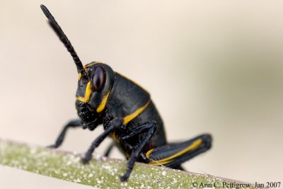 Eastern Lubber Grasshopper (Nymph)