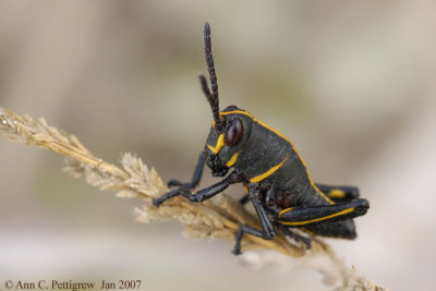 Eastern Lubber Grasshopper (Nymph)
