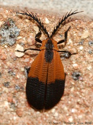 Net-winged Beetle (Calopteron sp.)