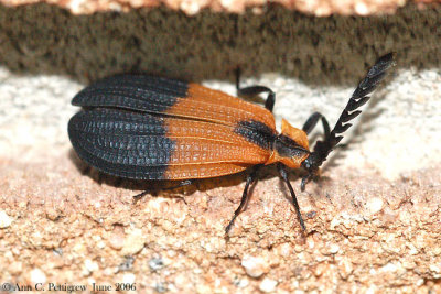 Net-winged Beetle (Calopteron sp.)
