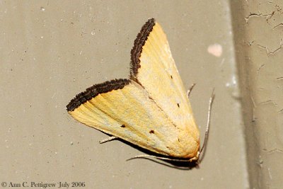 Black-bordered Lemon Moth