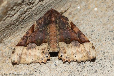 Hubner's Pero Moth