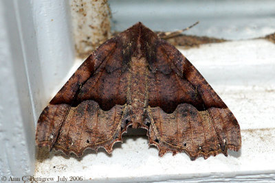 Hubner's Pero Moth