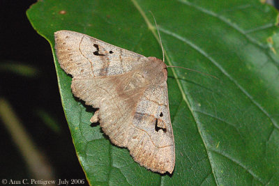 Brown Panopoda