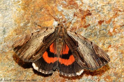 Ultronia Underwing