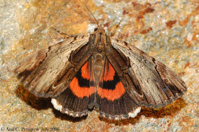 Ultronia Underwing