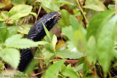 Black Rat Snake