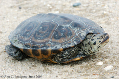 Diamondback Terrapin