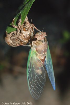 Cicada - Newly Emerged