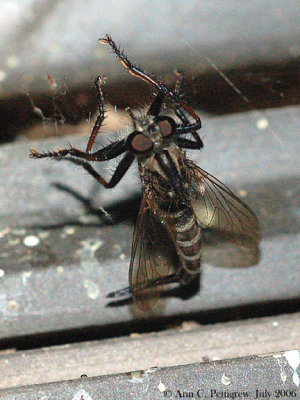 Robber Fly