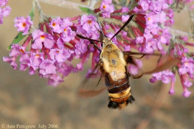 Snowberry Clearwing