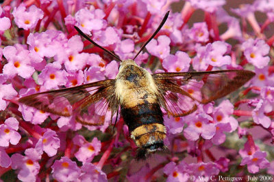 Snowberry Clearwing