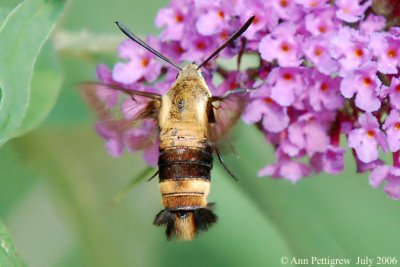 Snowberry Clearwing