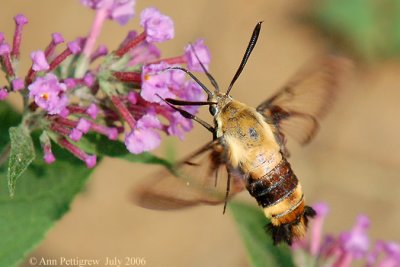 Snowberry Clearwing