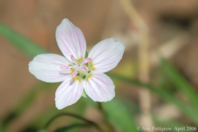 Spring Beauty