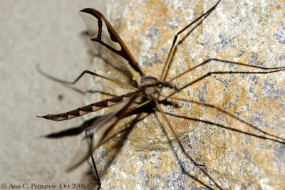 Giant Eastern Crane Fly