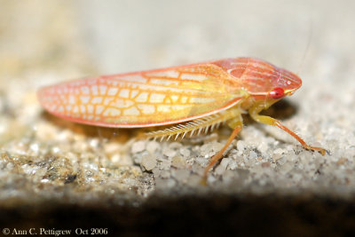 Leafhopper (Gyponana sp.)