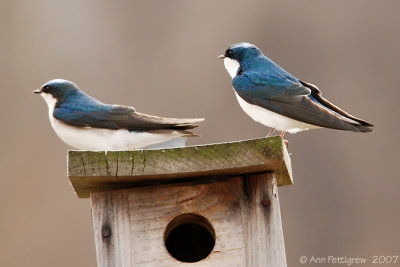 Tree Swallows