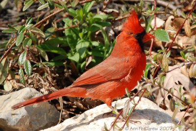 Northern Cardinal