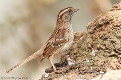 White-throated Sparrow