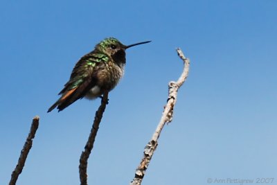 Broad-tailed Hummingbird