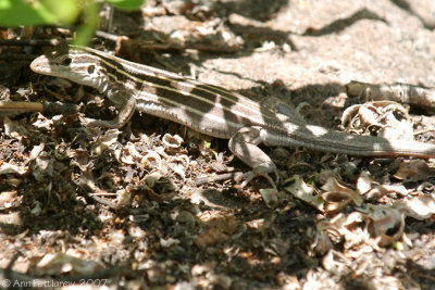 New Mexico Whiptail