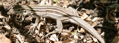 New Mexico Whiptail