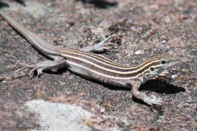 New Mexico Whiptail