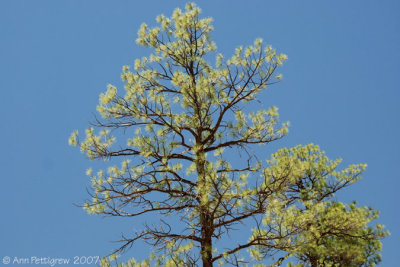 New Mexico Pine