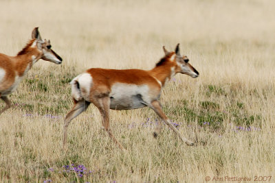 Pronghorn in Motion