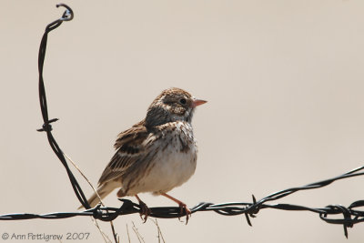 Vesper Sparrow