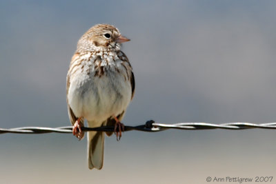 Vesper Sparrow