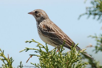 Vesper Sparrow